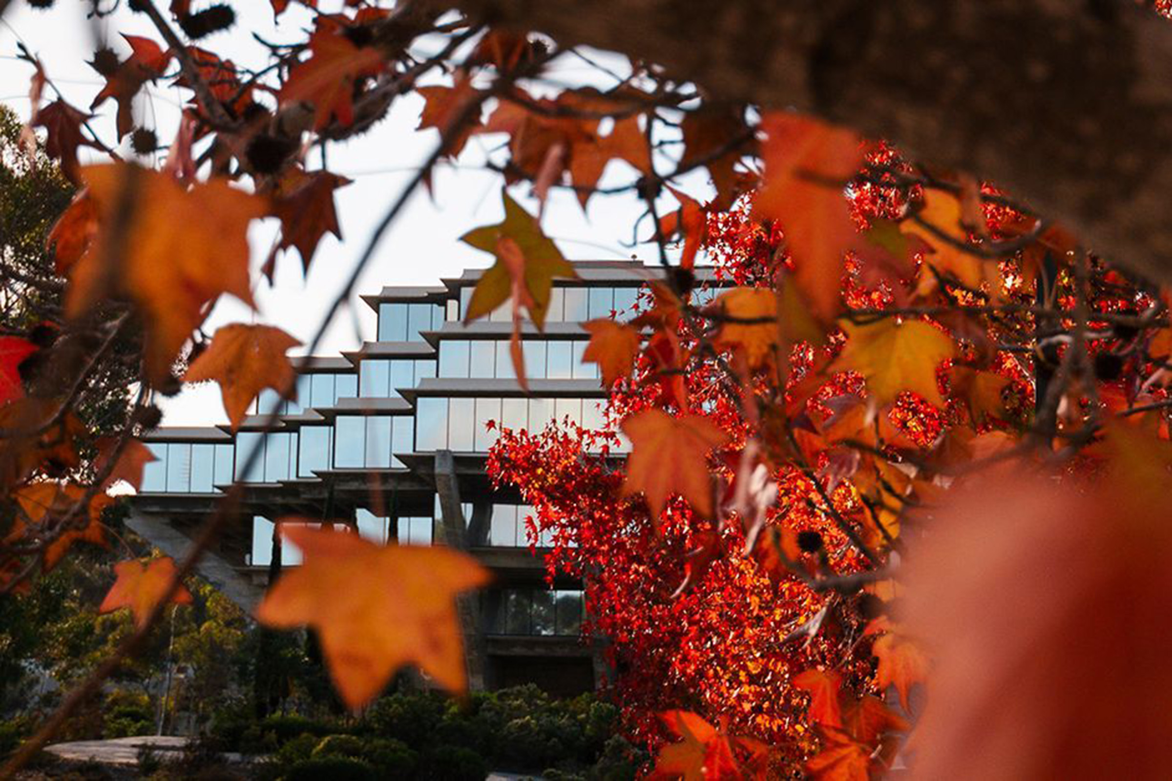 Exterior of Geisel Library with orange and red fall foliage in foreground.