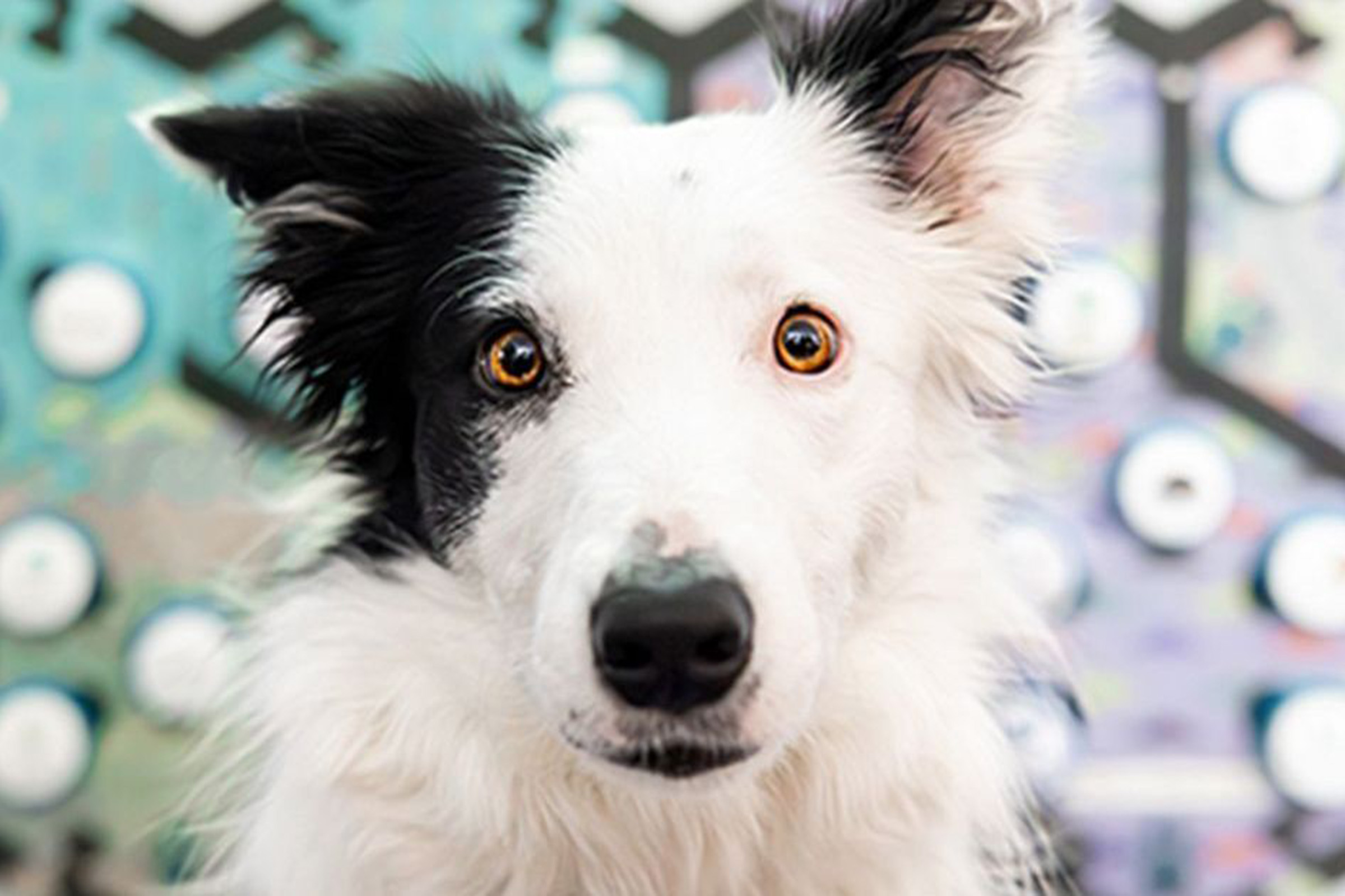 Close-up image of a black and white dog face