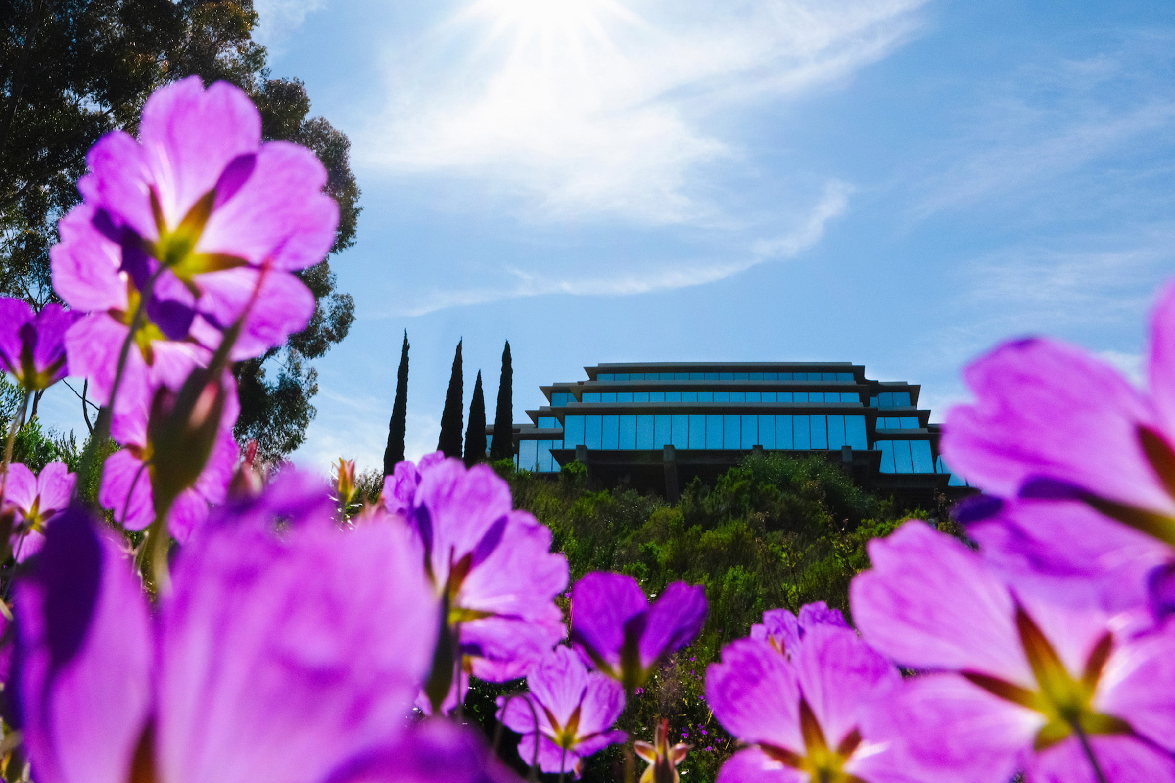 Geisel Library exterior with purple flowers in foreground